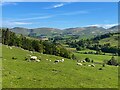 NT0707 : Sheep grazing beside the A701 by Graham Hogg