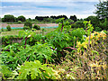 SD7909 : Giant Hogweed, Hinds Lane by David Dixon