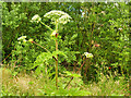 SD7909 : Giant Hogweed near the Irwell by David Dixon