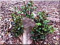 SP1095 : Coppiced holly, Sutton Park, Sutton Coldfield by A J Paxton