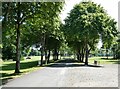 NY9863 : Tree-lined avenue at Tynedale Park by Oliver Dixon