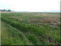 SD4076 : Saltmarsh, south of Grange-over-Sands by Christine Johnstone