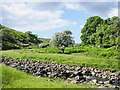 NY6947 : Hawthorn in full flower beside Gilderdale Burn by Trevor Littlewood