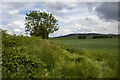 SO9332 : Hedgerows near Natton by P Gaskell