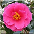 SU9940 : Winkworth Arboretum - Camelia by Colin Smith