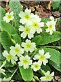 SU9941 : Winkworth Arboretum - Primula by Colin Smith