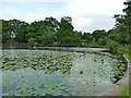 SJ7387 : Smithy Pool at Dunham Massey by Stephen Craven