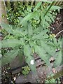 TF0820 : Unusual Leaf form on Heracleum sphondylium by Bob Harvey