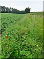 SO8790 : Poppy Path by Gordon Griffiths