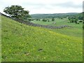 SE0064 : Buttercups on a bank by Stephen Craven