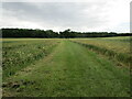  : Bridleway to Simon's Wood and Helpston by Jonathan Thacker