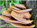 SE0188 : Bracket Fungus on a tree at Aysgarth by David Dixon