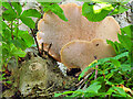 SE0188 : Bracket Fungus at Aysgarth by David Dixon