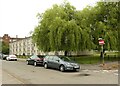 NS5468 : Weeping willows by Richard Sutcliffe