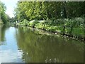 SJ3599 : Fishing pegs along the Leeds & Liverpool canal towpath by Christine Johnstone