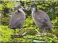 SD7807 : Young Coots on the Nest by David Dixon