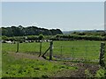 SS9945 : Cows at Lower Marsh Farm by Stephen Craven