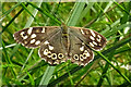 NJ5441 : Speckled Wood Butterfly (Pararge aegeria) by Anne Burgess