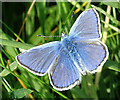 NJ5367 : Common Blue Butterfly (Polyommatus icarus) by Anne Burgess