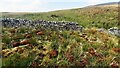 SD7691 : Animal trap on log on top of dry stone wall at White Mea by Luke Shaw