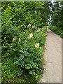 TF0820 : Meadowsweet by the path by Bob Harvey