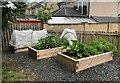 NT1290 : Kingseat Community Garden by Bill Kasman