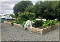 NT1290 : Kingseat Community Garden by Bill Kasman