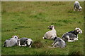 SD1499 : Sheep in Eskdale by Peter Trimming