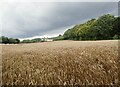 TR0147 : Cornfield seen from the North Downs Way by Marathon