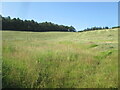 TA0097 : Hay  field  cut  and  drying  in  the  sun by Martin Dawes