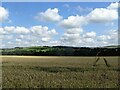 NZ1348 : Cornfield at Hurbuck Farm by Robert Graham