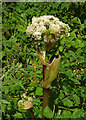 SX8963 : Angelica, Cockington Meadows by Derek Harper