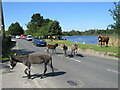 SU3802 : Ponies in the road, Beaulieu by Malc McDonald