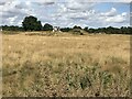 TM2848 : Tumuli on the Royal Burial Ground at Sutton Hoo in Suffolk by Richard Humphrey