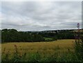 NZ0748 : Field of oats at Castleside by Robert Graham