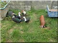 TQ5830 : Muscovy ducks and piglets at  Renhurst Farm by Marathon