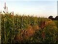 SP2986 : Border of a field of maize, Corley Ash by A J Paxton