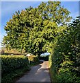 ST4496 : Green canopy over a minor road in Gaerllwyd, Monmouthshire by Jaggery