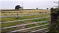 NY4550 : Cows in field west of Cocklakes by Roger Templeman