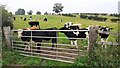 NY4650 : Cows at gate on NE side of Peter Gate by Luke Shaw