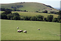 TQ3013 : Sheep above Clayton by Stephen McKay