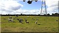 NY4452 : Cows and pylon in field on SW side of Miry Lonning by Luke Shaw