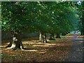 SK2571 : An avenue of lime trees in Chatsworth Park by Graham Hogg