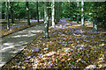 TL5362 : Cyclamen along the Winter Walk by Des Blenkinsopp