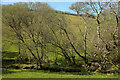 SX8154 : Streamside trees near Gitcombe Plantation by Derek Harper