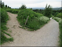 SE1146 : Millennium Way, Ilkley Moor by Malc McDonald