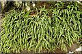 NR7756 : Maidenhair Spleenwort (Asplenium trichomanes) by Anne Burgess