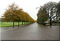 NS5964 : Tree-lined avenue, Glasgow Green by Richard Sutcliffe