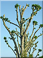 SJ9422 : Regenerating poplar trees (detail) near Stafford by Roger  D Kidd