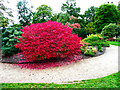 SJ7387 : The Burning Bush, Dunham Massey by Humphrey Bolton